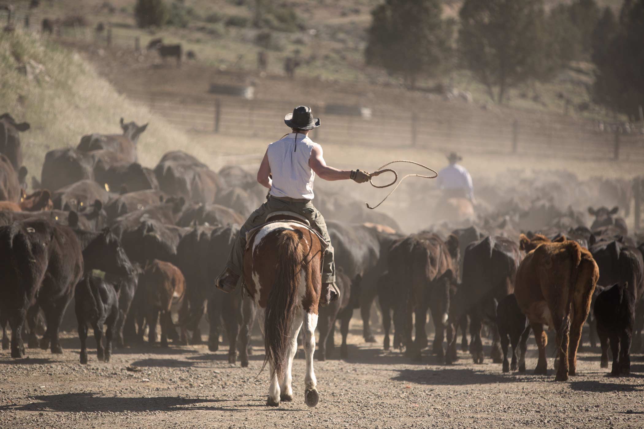 Lone Cowboy