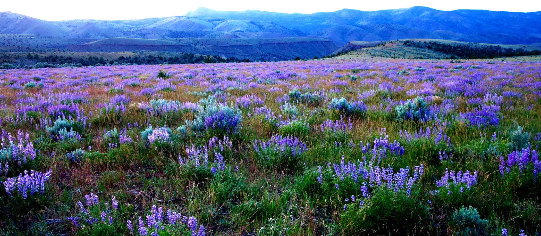 Field of Lupins